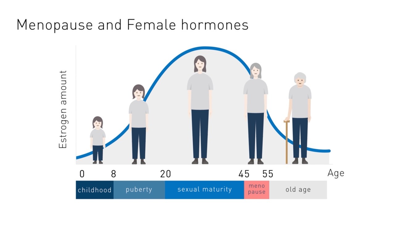 Menopause and female hormones fluctuate between childhood to puberty to sexual maturity to menopause to old age